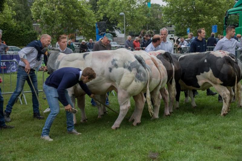 Kampioene oudere vaarzen & algemene kampioene vleesvee: Kokoon Van De Breehoeve. Eig. Van Moer Peter, Beveren-Waas, mede-eig: Gert en Louis De Coninck