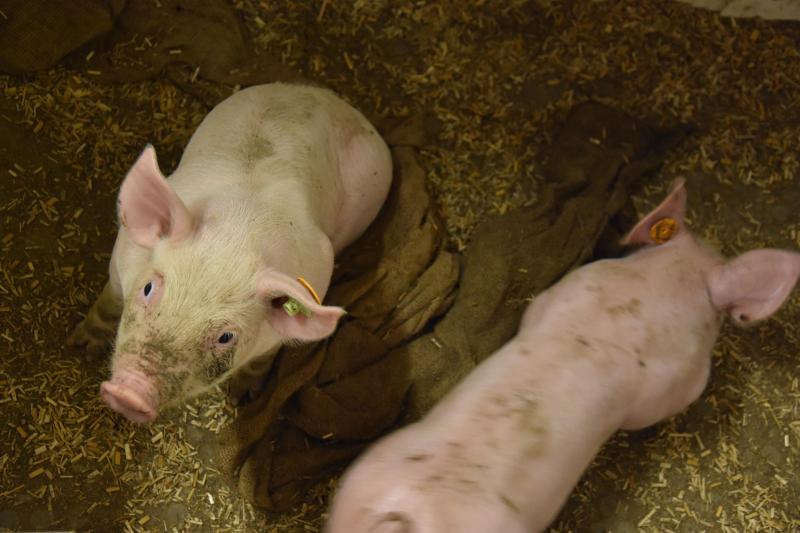 Biggen op jonge leeftijd een uitdagende omgeving aanbieden, heeft vele voordelen om hun natuurlijke wroet-, exploratie- en kauwgedrag te stimuleren.