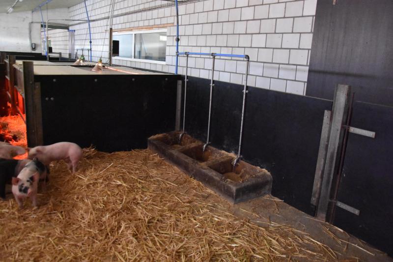 Wanneer biggen samen met de zeug kunnen eten en de zeug de biggen het goede voorbeeld geeft, vermindert dit de afkeer tegen het onbekende vast voeder.