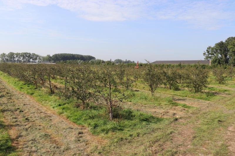 Circulaire landbouw zoals iedereen het zich wenst: de varkensmest gaat onder de fruitbomen. Van het fruit wordt sap gemaakt.