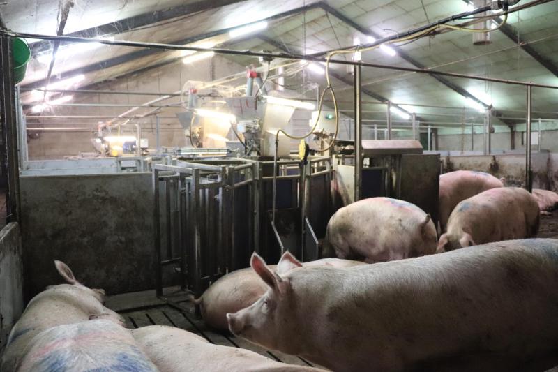 De familie Merkens maakte grotere groepen, met 200 zeugen in één groep.