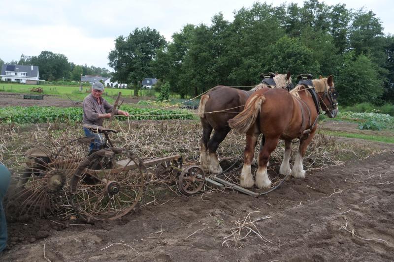Zo werden vroeger de aardappelen geoogst.
