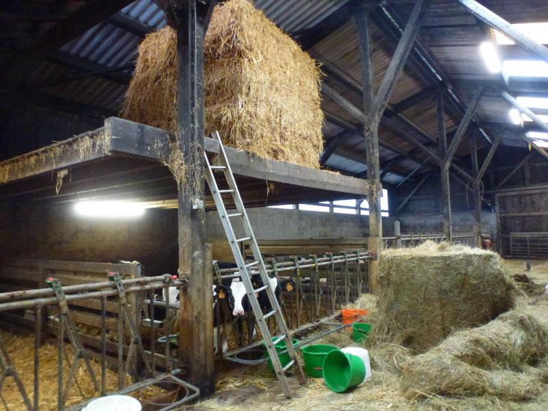 De oude gebouwen zullen nog gebruikt worden om de jonge dieren te huisvesten.