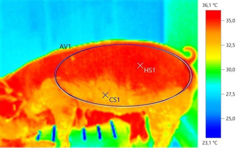 Huidtemperatuuranalyse van de zijflank van een vleesvarken tijdens kunstmatige opwarming met behulp van de Testo-software. AV1 = gemiddelde huidtemperatuur van de aangeduide oppervlakte (34,4 °C), HS1 = warmste punt van aangeduide oppervlakte (35,5 °C), CS1 = koudste punt van aangeduide oppervlakte (31,8 °C)
