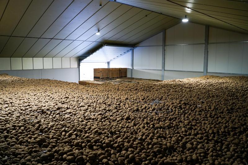 De aardappelen liggen nu zo’n 4,5 m hoog.