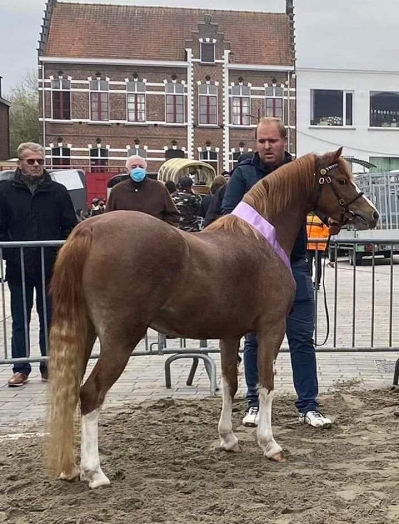 Laurierhof Delight, gefokt en in eigendom van Karel en Ben Dierick uit Destelbergen werd overall reserve youngstock champion.