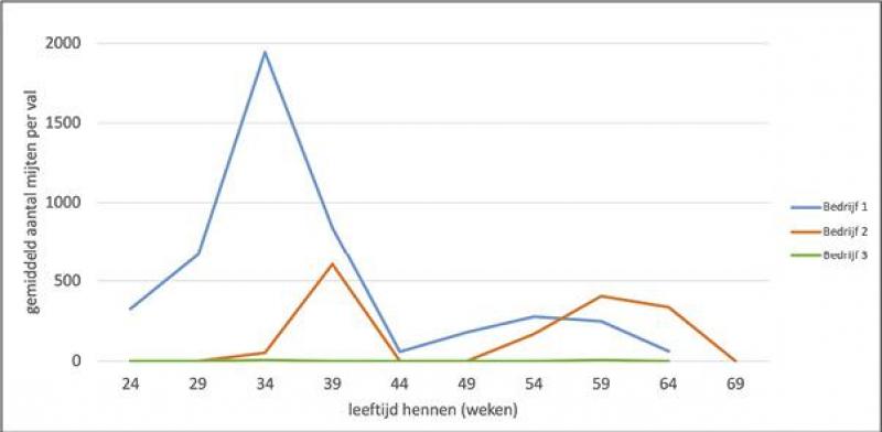Figuur 1: Het verloop van de gemiddelde rode vogelmijtaanvallen per val, in functie van de leeftijd van de hennen