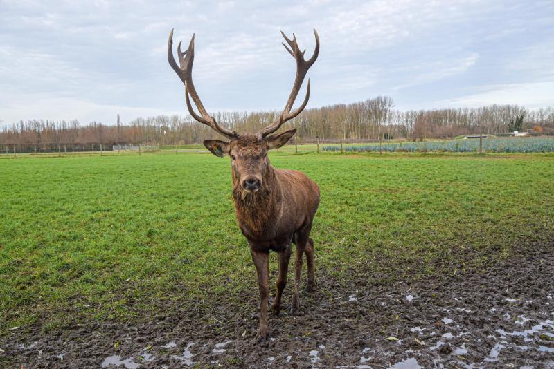 Elk jaar opnieuw valt het gewei af en groeit er een nieuw gewei.