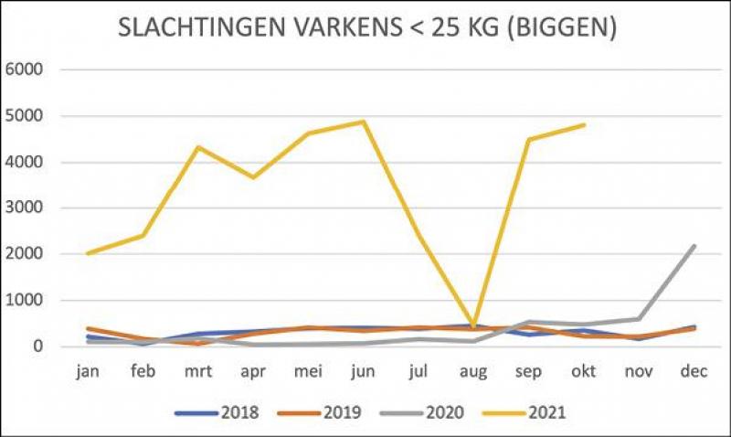 Figuur 5: Slachtingen van varkens minder dan 25 kg, oftewel biggen, per maand in lijn.