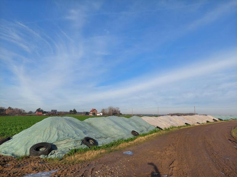 Het afdekken van de bietenhoop met geotextieldoek is steeds zinvol. Dit jaar was het effect wel minder uitgesproken door de vele regens.