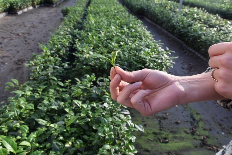 Voor LocalTea worden enkel de toppen gebruikt van de plant, waarmee enkel de bovenste 2 bladeren en de knop wordt bedoeld.