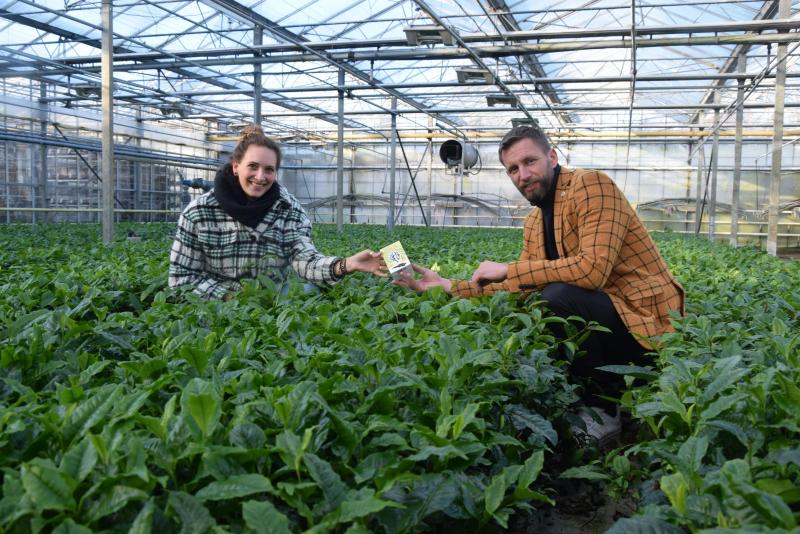 Dionne Oomen en Johan Jansen zijn de bezielers van het eerste theeproject in Vlaanderen. Johan is de stichter, Dionne is verant-woordelijk voor de productie van de thee.