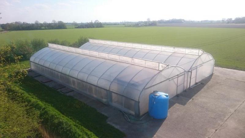 De familie Bos is ook miniknollenproducent. In deze serre worden elk jaar duizenden in vitro plantjes opgekweekt tot kleine aardappelen.
