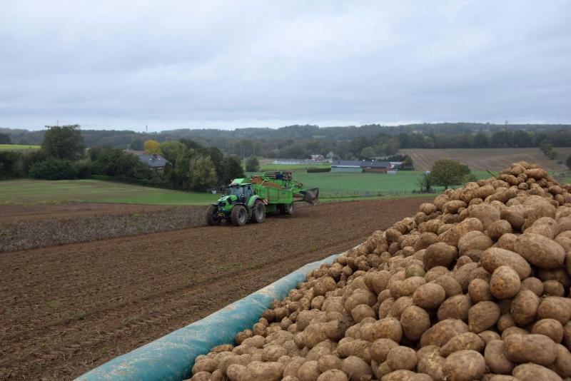 Doorgaans leverden de frietrassen 45 ton/ha op.