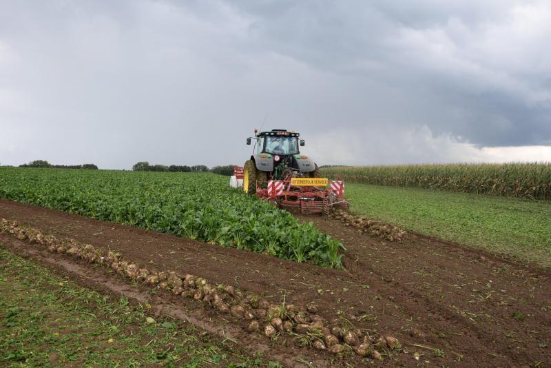 Suikerbieten telen is iets dat de landbouwer jarenlang graag gedaan heeft, maar de  nieuwe generatie heeft er steeds meer zijn twijfels over om de teelt voort te zetten.