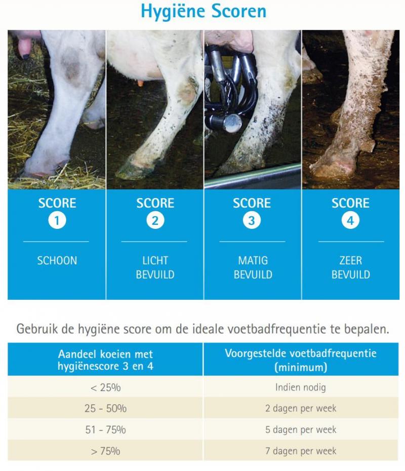 Figuur 1: Hygiënescore koppelen aan voetbadrequentie.