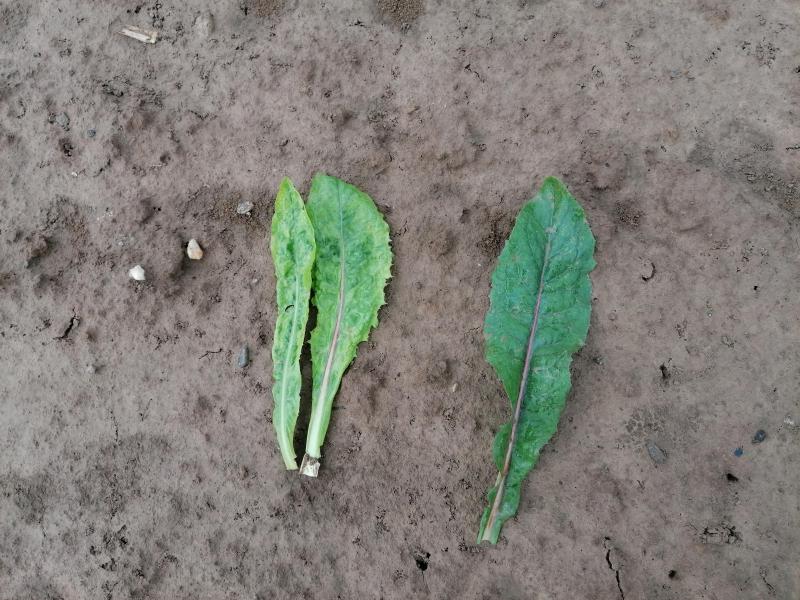 Hevige regenval heeft in 2021 de kans op fytotoxiciteit vergroot (links bleekgroen, geel aangetast blad, rechts groen gezond blad).