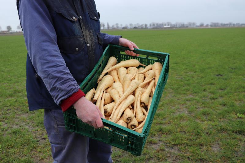 De broers telen ook de ‘vergeten groente’ pastinaak.