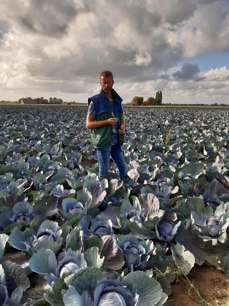 Hans: “Wij bestrijden de koolmot niet, maar zorgen voor meer biodiversiteit en stimuleren de natuur. Daardoor hebben wij altijd mooie, gezonde kolen.”