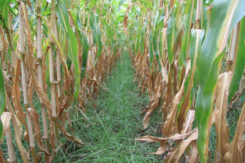 Kuilmaïs met een onderzaai van rietzwenkgras in maïs, net vóór de oogst (september 2019)