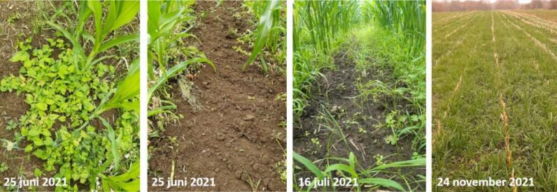 Het perceel in Heist-op-den-Berg van links naar rechts: Een hoge onkruiddruk voor het schoffelen. Na de schoffelbeurt. Grasontwikkeling half juli. Grasontwikkeling eind november na de oogst (de maïs werd geoogst op 30 september).