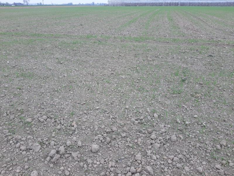 Begin april zaait men beter geen zomertarwe meer, wintergerst kan nog een mogelijkheid zijn.