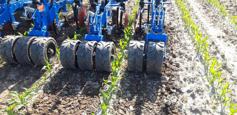 Inzaai mengsel Engels raaigras + kropaar in het 4-5-bladstadium van de maïs. Foto genomen op 10 juni 2021, Moorslede. Aangepaste schoffelmachine met aandrukrollen  voor het graszaad tussen de rijen.