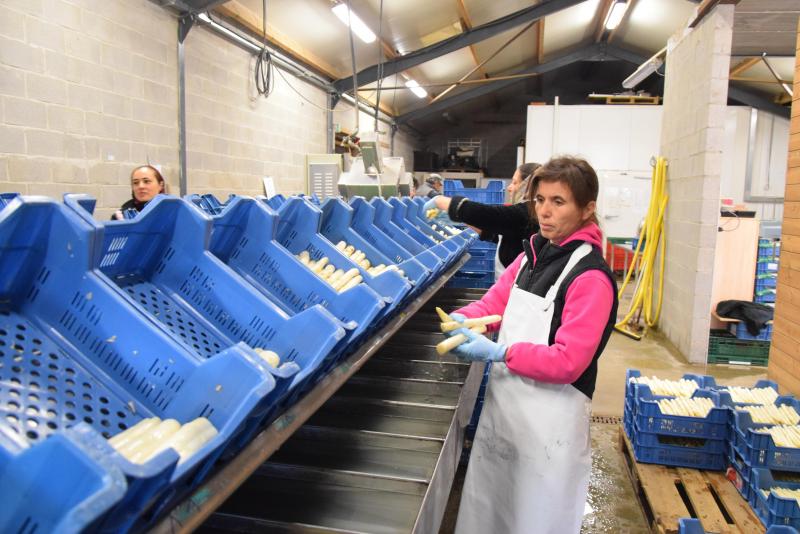 Seizoensarbeiders zorgen voor een goede  sortering.