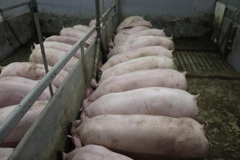 Dat de vleesvarkens werkelijk dol zijn op het brijvoer, blijkt wel als we in de stal zijn en de voermachine net aanslaat. Ze rennen letterlijk direct naar de lange trog.