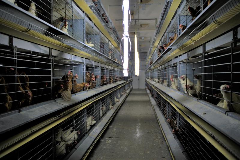 Een verrijkte kooi is beter voor het klimaat, maar daarin kunnen de dieren  minder diergedrag vertonen.
