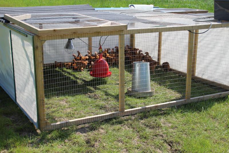 50 kippen zitten in een ren van 10 m² die elke dag verschoven wordt naar de volgende positie.