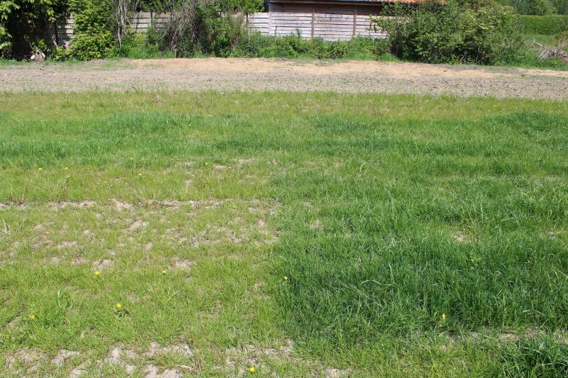 Door de kippenmest van één dag en minstens 60 dagen bodemrust groeit het gras (rechts) veel sneller en kleurt het mooi groen in vergelijking met het gras waar nog geen kippen op liepen.