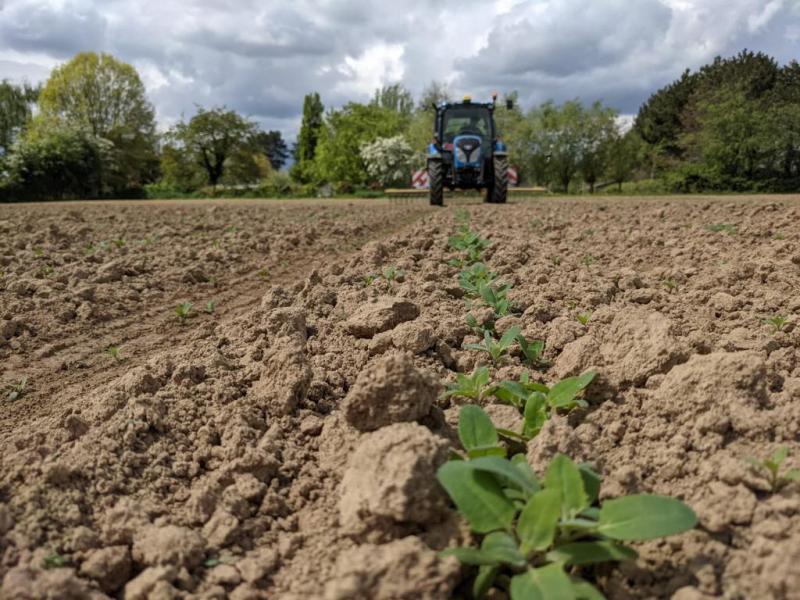 In droge voorjaren is de wiedeg een goede keuze voor de onkruidbestrijding van quinoa, je hebt de kiemende onkruiden mee.