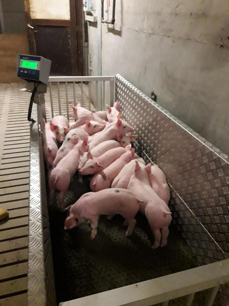 De productiegegevens van de biggen werden tijdens de voederproef met soja van nabij opgevolgd.