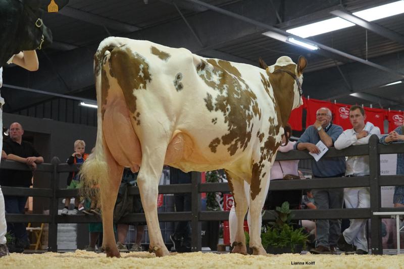 Annelies 80 van de Ighemkouter werd kampioene jonge koeien.