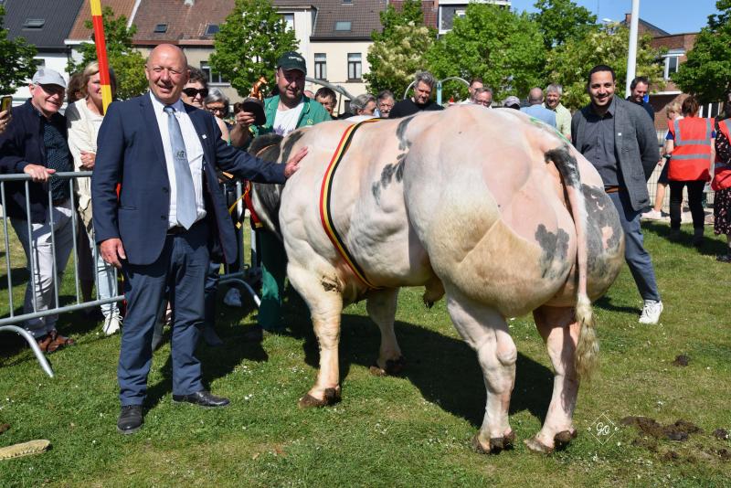 Kampioen stieren: Pomadour vh Chipohof (Resistant) – eig. Andries Lv, Humbeek.