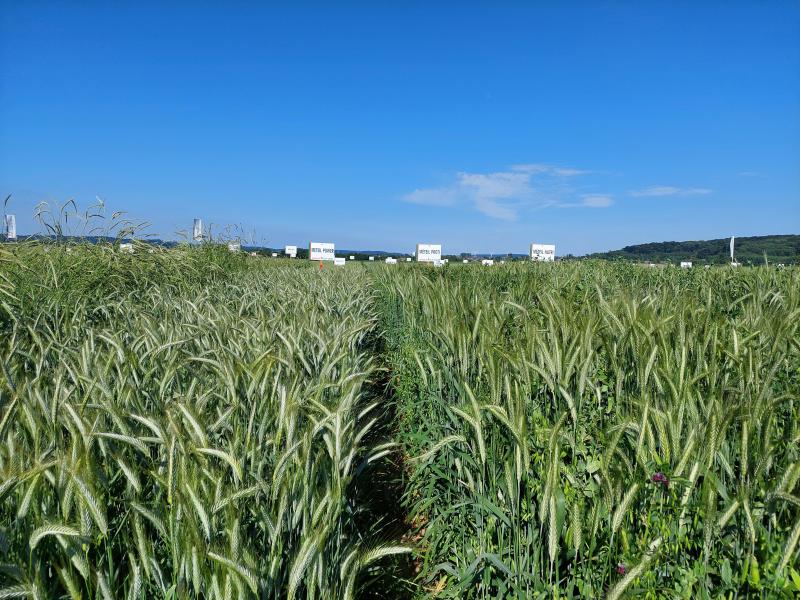 Het demoplatform van Jorion Philip-Seeds biedt ook zicht op diverse Méteil-mengsels, triticale, spelt, rogge, groenbedekkers,...