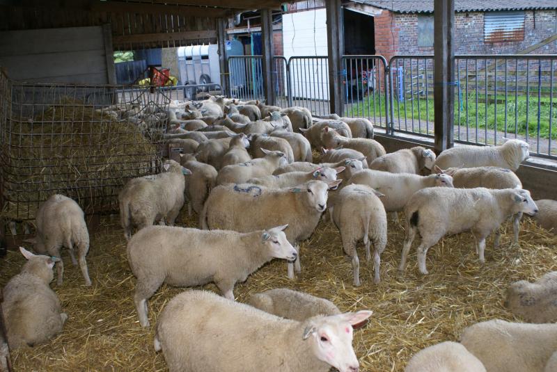 Q-koorts is een milde ziekte die van schapen en geiten kan doorgegeven worden op de mens. Toch zijn er 100 mensen in Nederland aan overleden in de periode 2007-2008.