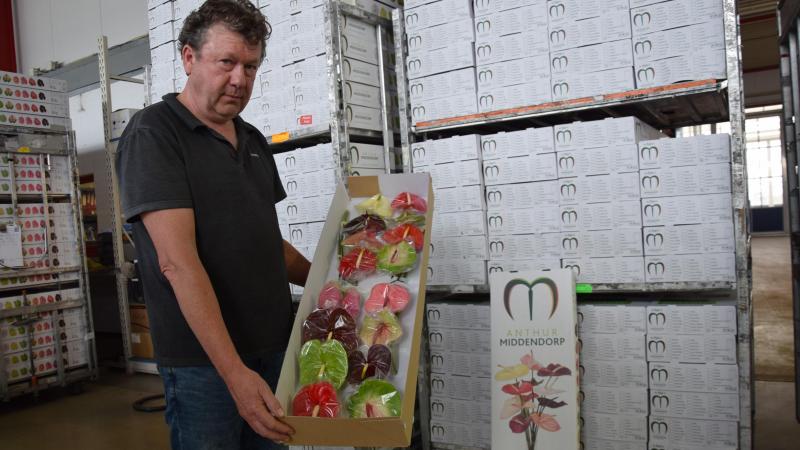 Ronny Middendorp: “De bloemen zijn fragiel. Ze vergen de nodige zorg bij de teelt, verpakking en bij het transport.” Ronny en Rosette lieten stijlvolle dozen maken voor het transport van de AnthurMiddendorp- anthuriums.