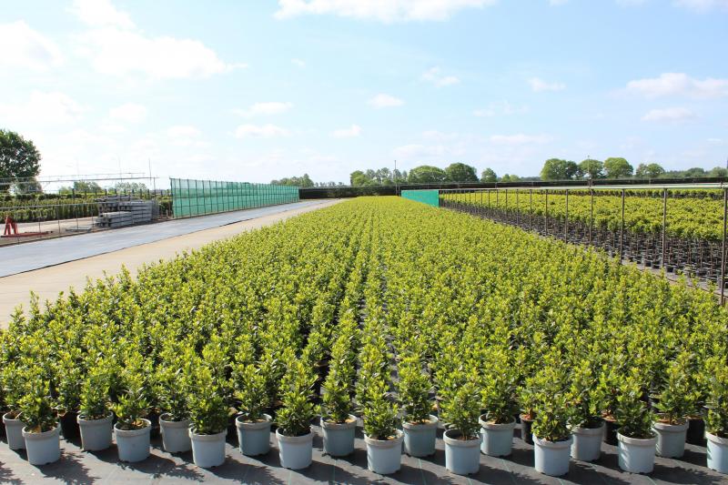 90% van onze Vlaamse laurierplanten is voor de export.