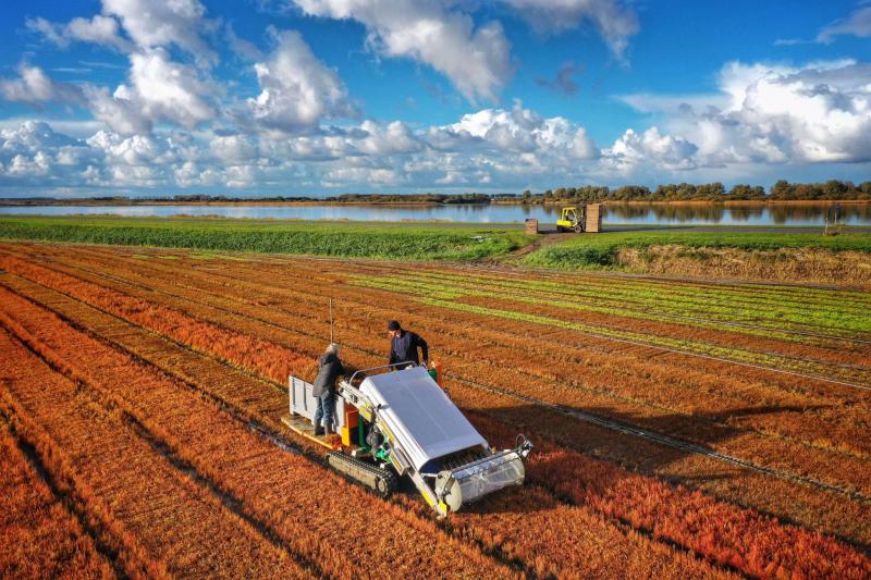 In november vorig jaar kon de zeekraalteler nog zeekraal oogsten met zijn nieuwe oogstmachine.