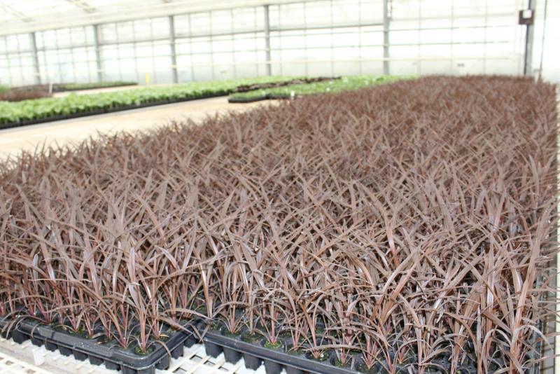 Elk jaar verkoopt Denis-Plants 12 miljoen jongplanten van afgerond 800 verschillende variëteiten.