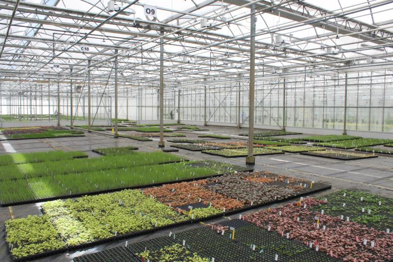 Denis-Plants beschikt in Lochristi over 30.000 m² serres.