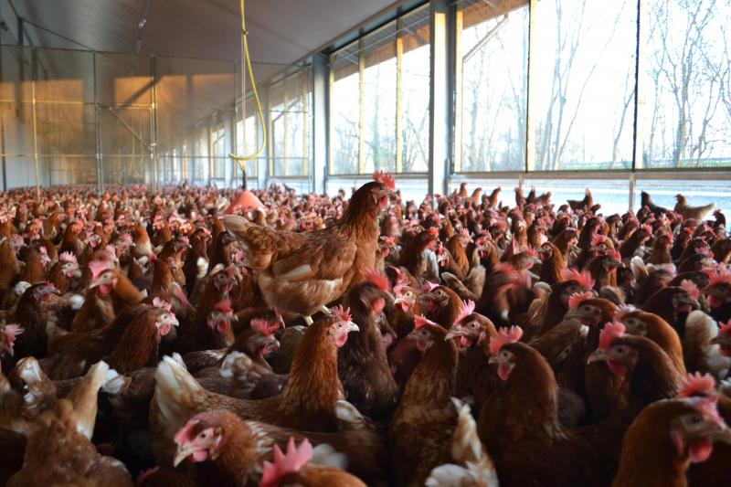 Van de 21 m stalbreedte gaat 14 m naar het binnenverblijf en is er 7 m ‘Wintergarten’.