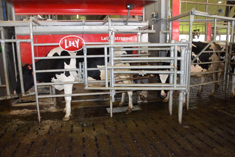 Melkveehouders gingen er sterk op vooruit ten gevolge van een sterk gestegen melkprijs en hogere prijzen voor koeien en kalveren.