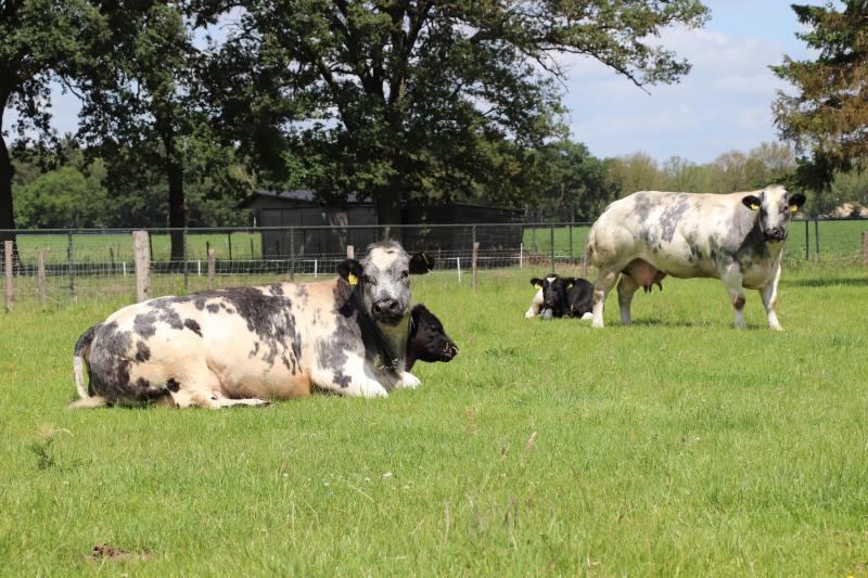 De Belgisch witblauwe stieren komen meestal van Dick Hanegreefs uit Bekkevoort. De resultaten zijn volgens Ronny beter geworden sinds hij natuurlijke dekking toepast.