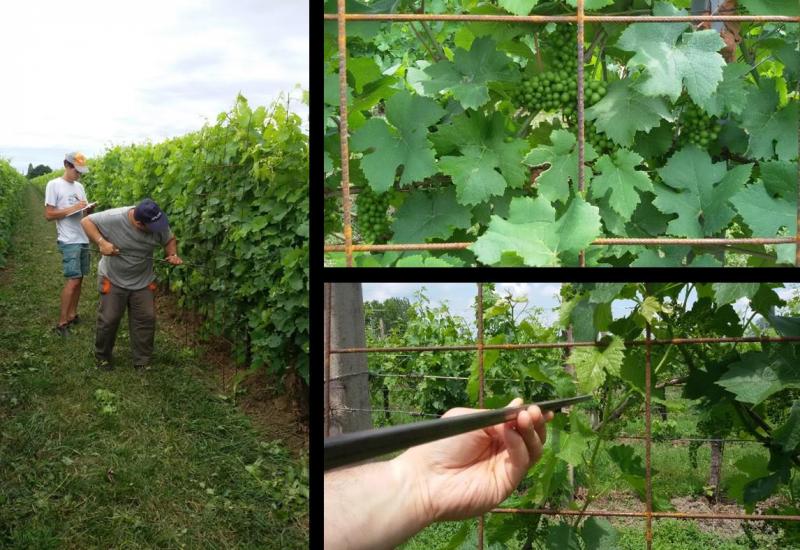 Bepaling van gewasdensiteit in een wijngaard met behulp van de Permanente Kwadraten techniek.