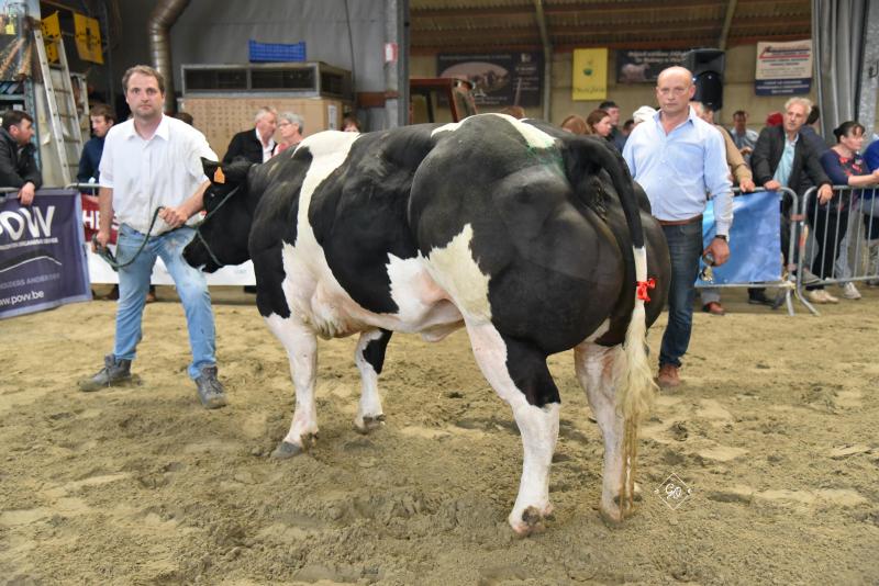 Nathalia van Willecomme, kampioene koeien van Luc David in Tielt.