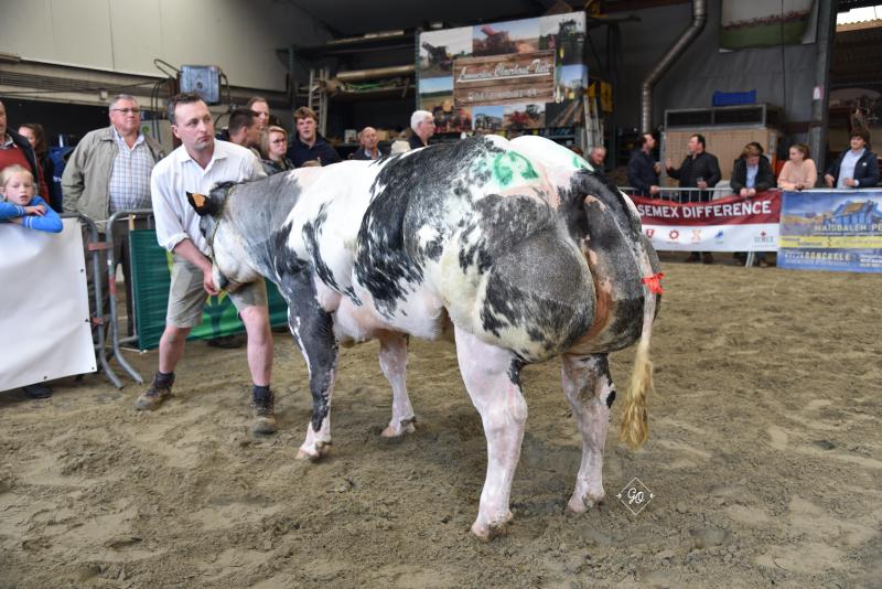 Pilata de Mahoney (Persan), kampioene vaarzen van De Mahoney bvba in Pittem.