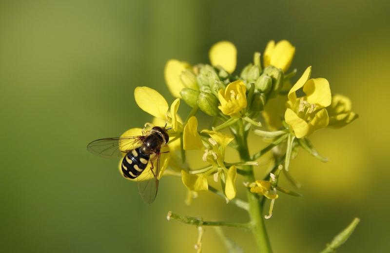 Mosterd is interessant voor de biodiversiteit en vooral voor wilde bijen en honingbijen.